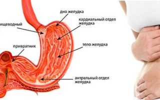 Анатомия желудка
