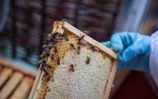 Аллергия на мед – миф или реальность?