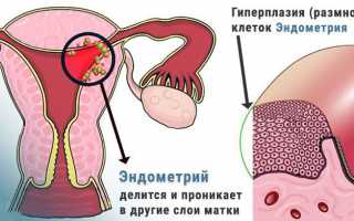 Норма толщины эндометрия по дням цикла