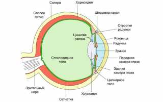 Чем опасна отслойка стекловидного тела? Меры профилактики заболевания