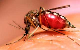 Аллергия от укусов комаров у детей и взрослых