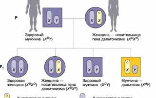 Секреты генетики: как наследуется дальтонизм